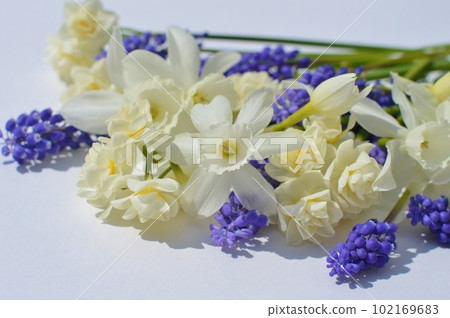 白色水仙花和紫色穆斯卡里花 102169683