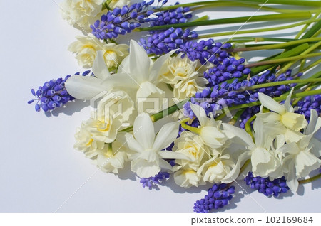 白色水仙花和紫色穆斯卡里花 102169684