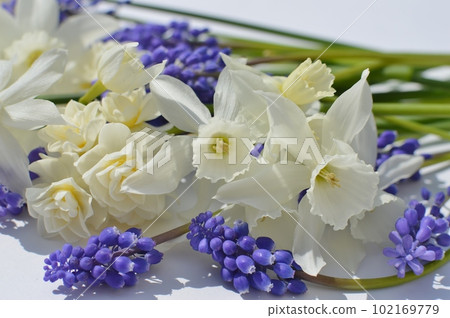 White daffodils and purple muscari flowers 102169779