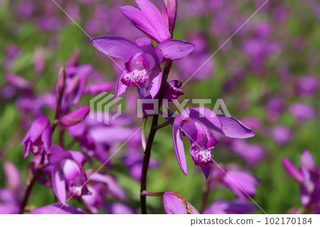 Pink silane (purple orchid) flowers blooming in the spring park Pink silane (purple orchid) flowers blooming in the spring park 102170184