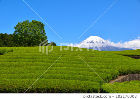 小淵Sa 小淵Sa 102170308