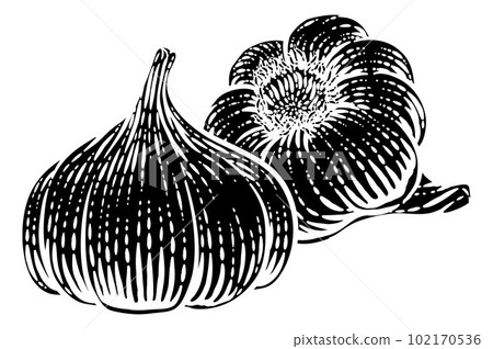 Garlic Vegetable Vintage Woodcut Illustration Garlic Vegetable Vintage Woodcut Illustration 102170536