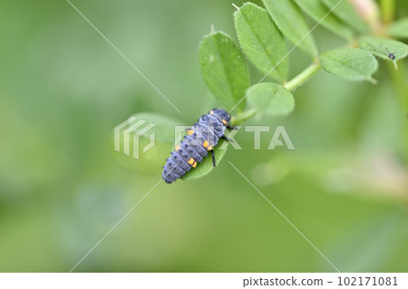 Larva of ladybug 102171081