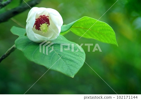 White flower of Ooyama bride 102171144