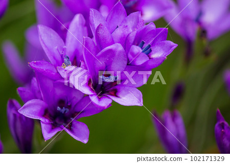 Purple flower that blooms Purple flower that blooms 102171329