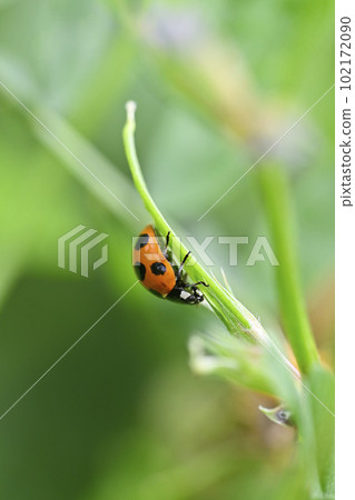 瓢蟲（Nana Hoshi Tentou） 102172090