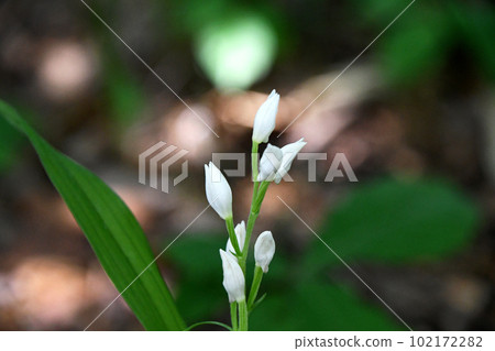 Ginran (silver orchid) quietly blooming in a corner of the park Ginran (silver orchid) quietly blooming in a corner of the park 102172282