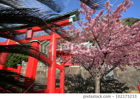 Iwachi, Matsuzaki-cho, Kamo-gun, Shizuoka Prefecture The impressive vermilion torii gate, Moroishi Shrine at the main shrine, and Kawazu cherry blossoms in full bloom Iwachi, Matsuzaki-cho, Kamo-gun, Shizuoka Prefecture The impressive vermilion torii gate, Moroishi Shrine at the main shrine, and Kawazu cherry blossoms in full bloom 102173233