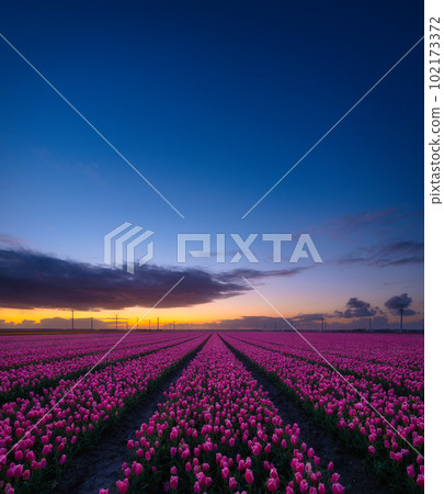 A field of tulips during sunset. Rows on the field. Landscape with flowers during sunset. 102173372