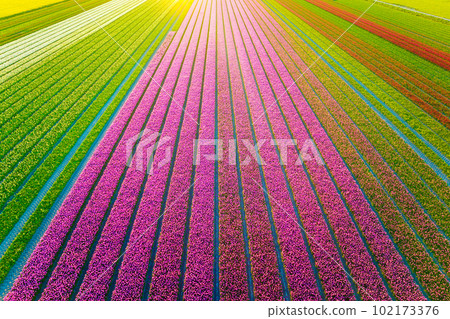 Drone view of a field of tulips. Landscape from the air in the Netherlands. Rows on the field. 102173376