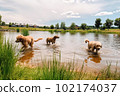 Pack of pet dogs enjoying themselves in dog park with water activities during summer. Created with Generative AI technology. 102174037