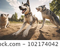 Pack of pet dogs enjoying themselves in dog park during summer. Created with Generative AI technology. 102174042