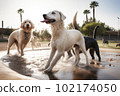 Pack of pet dogs enjoying themselves in dog park with water activities during summer. Created with Generative AI technology. 102174050