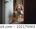 Excited and happy dog at home door entrance greeting the arrival of her master. Created with Generative AI technology. 102174064
