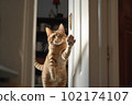 Excited and happy cat at home door entrance greeting the arrival of her master. Created with Generative AI technology. 102174107