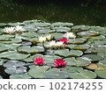Water lily red & white 102174255