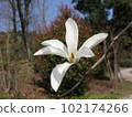 A single white flower of Magnolia magnolia 102174266