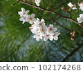 Sakura flower 2 102174268