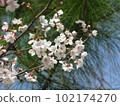 Cherry blossoms 3 102174270