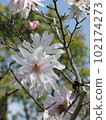 Magnolia flower light pink 102174273