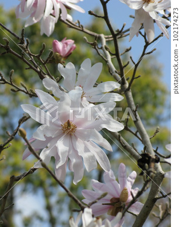 Magnolia flower light pink 102174273