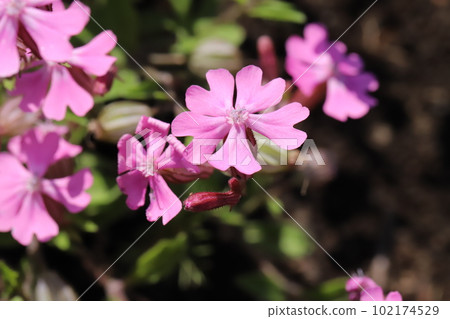 Pink possum (Sirene pendula) flowers blooming in the spring garden Pink possum (Sirene pendula) flowers blooming in the spring garden 102174529