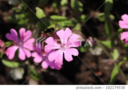 春天花園裡盛開的粉色負鼠 (Sirene pendula) 花 春天花園裡盛開的粉色負鼠 (Sirene pendula) 花 102174530