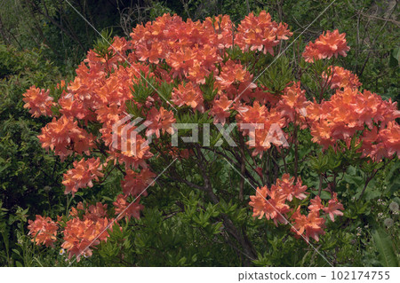 Azalea 102174755