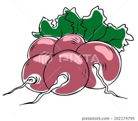 Vector lineart style bunch of pink radish with greenery isolated on white background 102174795
