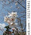 Cherry blossom 1 102174841