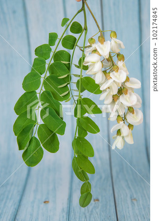 Blossoming acacia with leafs isolated on blue background, Acacia flowers, Robinia pseudoacacia 102174845