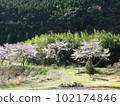 Rural landscape with cherry blossoms 102174846