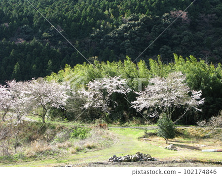 Rural landscape with cherry blossoms 102174846