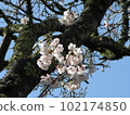 Cherry tree 102174850