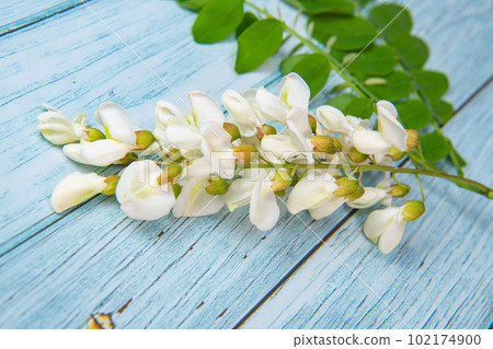 Blossoming acacia with leafs isolated on blue background, Acacia flowers, Robinia pseudoacacia 102174900