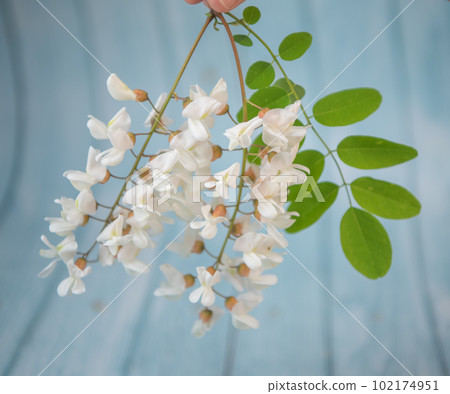 Blossoming acacia with leafs isolated on blue background, Acacia flowers, Robinia pseudoacacia 102174951