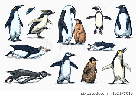 Emperor penguin and cute baby. Adult with juveniles. Small family set. Vector graphics black and 102175016