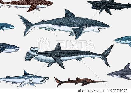 Sharks set.Great white shark, Sixgill sawshark....-插圖素材 [102175071 ...