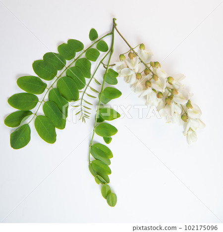 Blossoming acacia with leafs isolated on white background, Acacia flowers, Robinia pseudoacacia Blossoming acacia with leafs isolated on white background, Acacia flowers, Robinia pseudoacacia 102175096