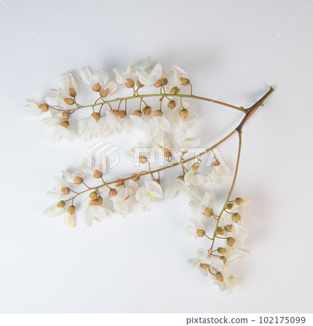 Blossoming acacia with leafs isolated on white background, Acacia flowers, Robinia pseudoacacia 102175099