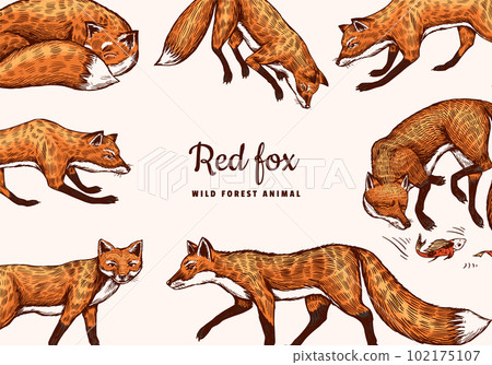 Wild red fox poster or banner. Forest ginger animal flying and jumping. Vector Engraved hand drawn 102175107