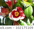 Red and white camellia flowers 102175109