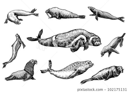 Fur seal, steller sea lion and walrus, ribbon and elephant, earless and harbor seal. Marine 102175131