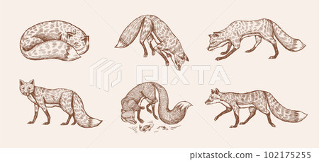 Wild red fox set. Forest ginger animal flying and jumping. Vector Engraved hand drawn Vintage sketch Wild red fox set. Forest ginger animal flying and jumping. Vector Engraved hand drawn Vintage sketch 102175255
