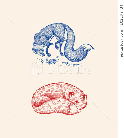 Wild red fox set. Forest ginger animal flying and jumping. Vector Engraved hand drawn Vintage sketch 102175434