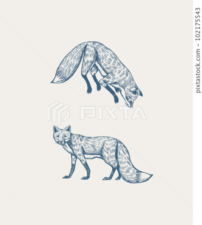 Wild red fox set. Forest ginger animal flying and jumping. Vector Engraved hand drawn Vintage sketch Wild red fox set. Forest ginger animal flying and jumping. Vector Engraved hand drawn Vintage sketch 102175543