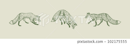 Wild red fox set. Forest ginger animal flying and jumping. Vector Engraved hand drawn Vintage sketch 102175555