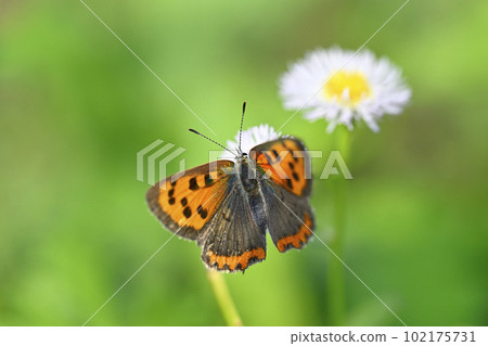 Bennisimi Bennisimi 102175731