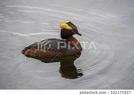 Close up of Horned grebe in the water, Podiceps auritus. Concept of the International Day of Birds. 102175837