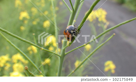 爬上油菜花枝的瓢蟲 102175849